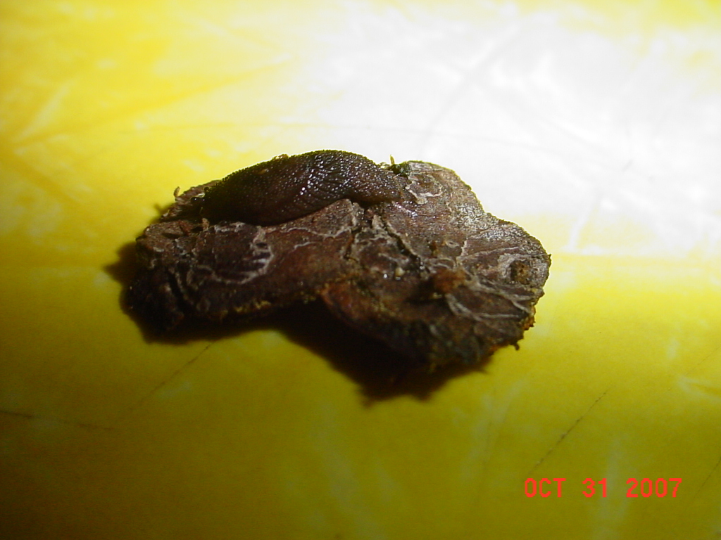 Prophysaon dubium complex Prophysaon dubium complex