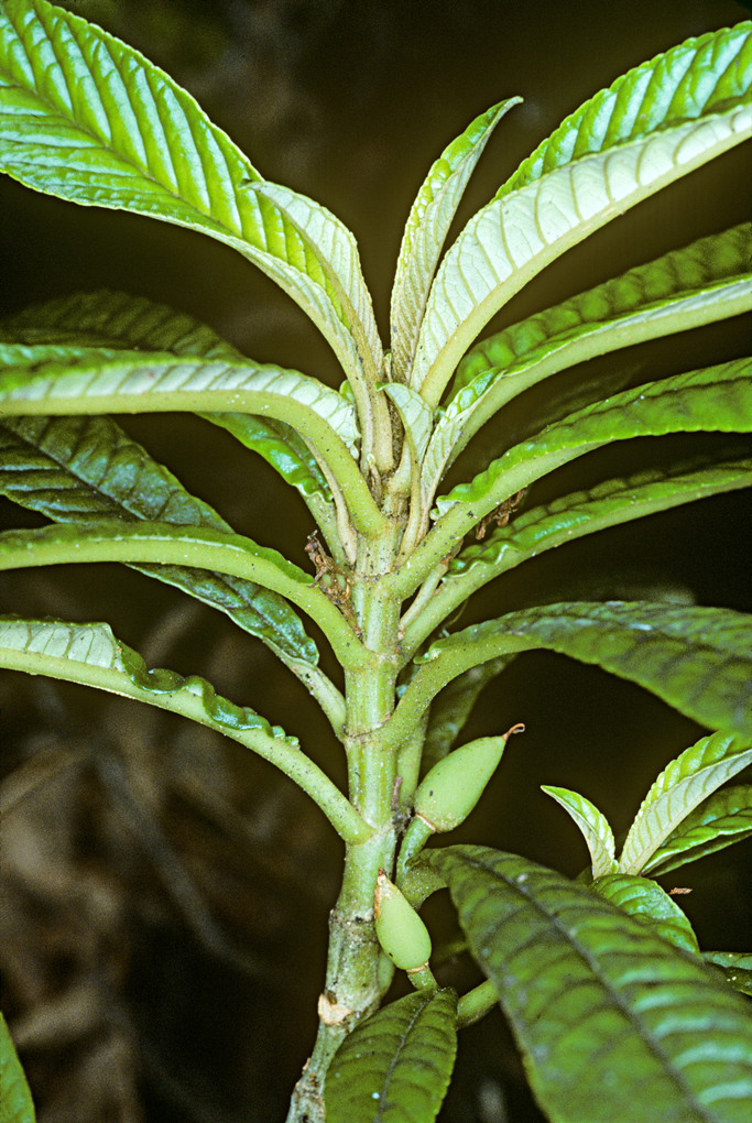 Cyrtandra longifolia