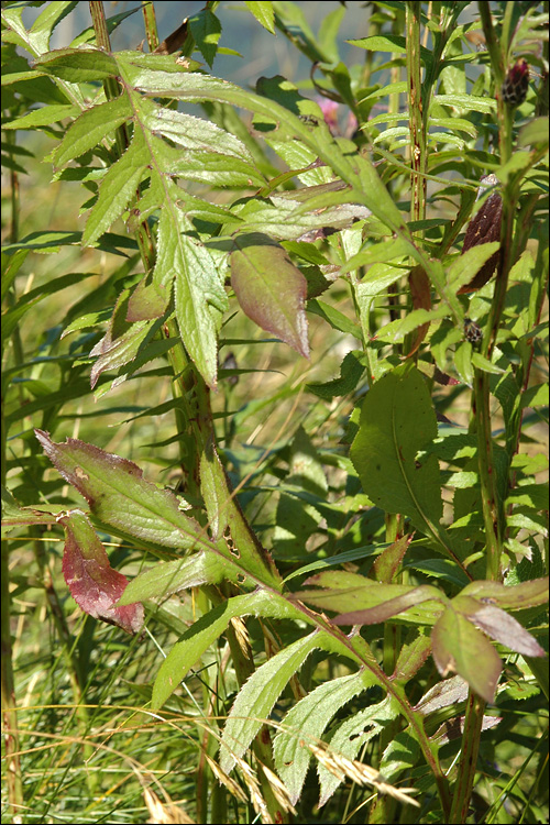 Serratula tinctoria ssp. macrocephala