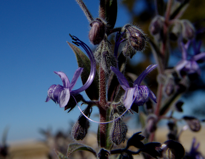 Trichostema lanceolatum Trichostema lanceolatum