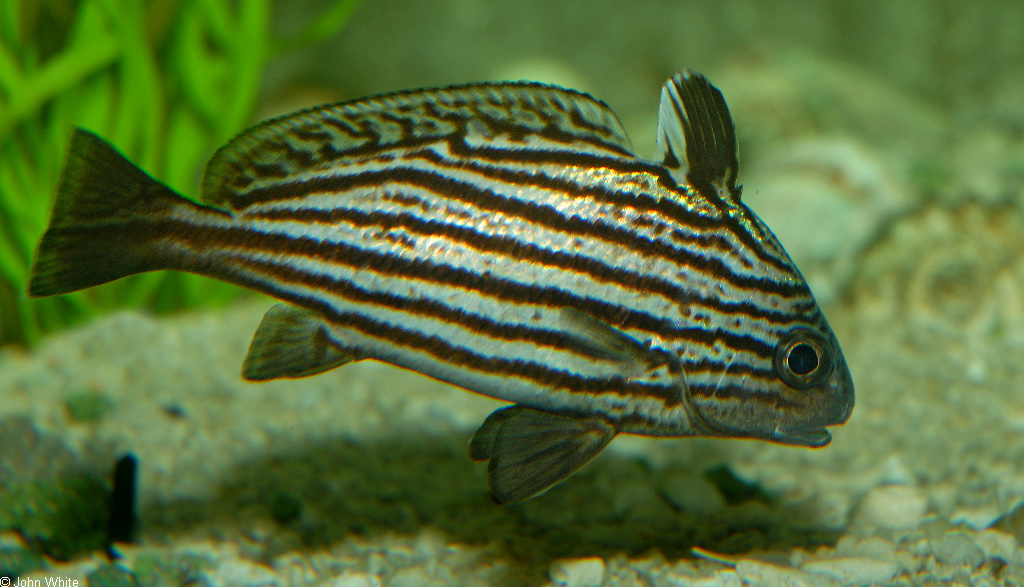 Equetus acuminatus