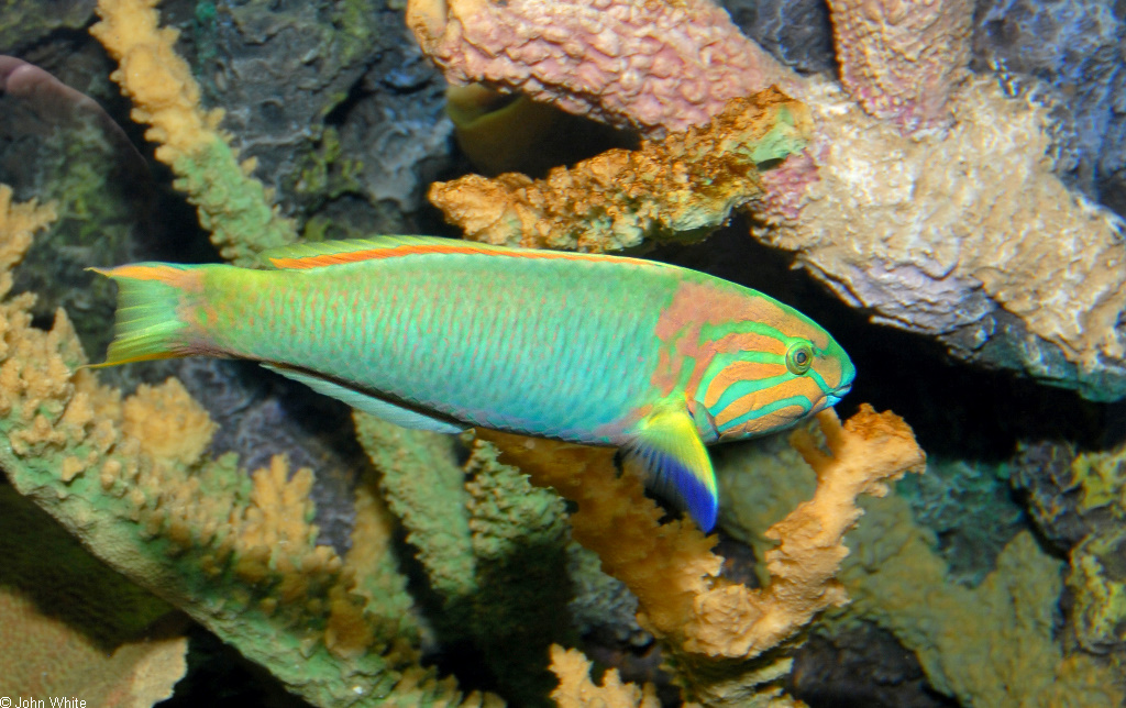 CalPhotos: Thalassoma lutescens; Sunset Wrasse