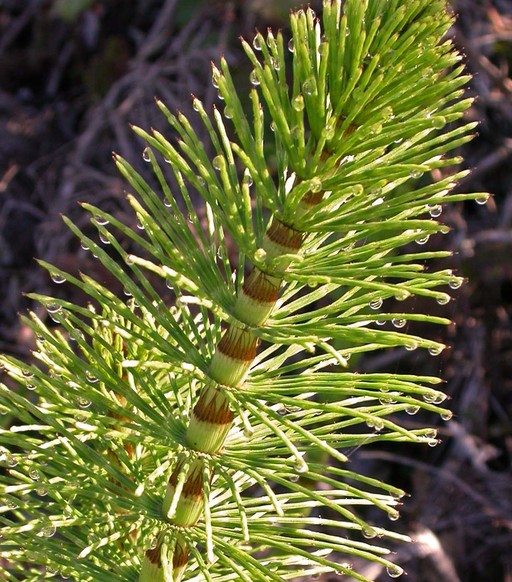 Equisetum telmateia ssp. braunii