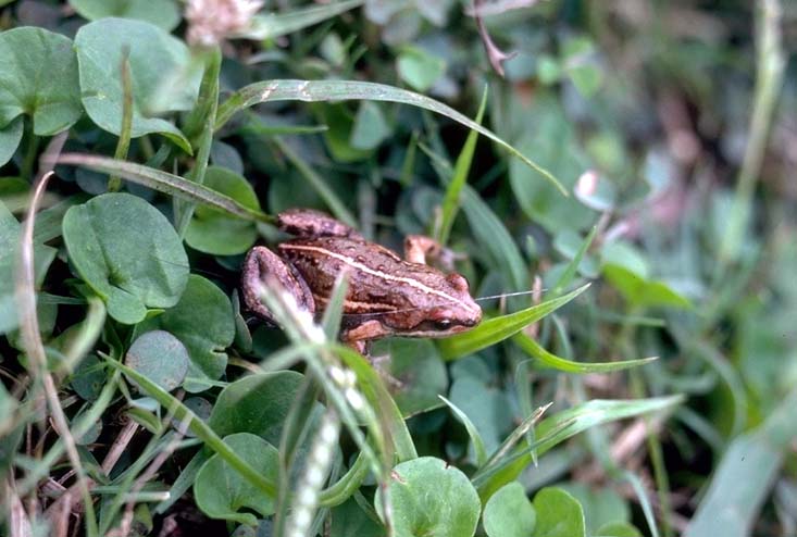 Cacosternum plimptoni