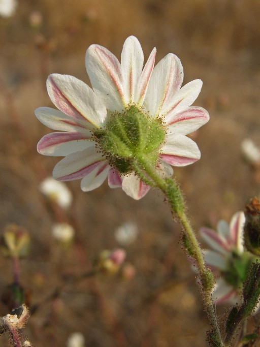Hemizonia congesta ssp. luzulifolia