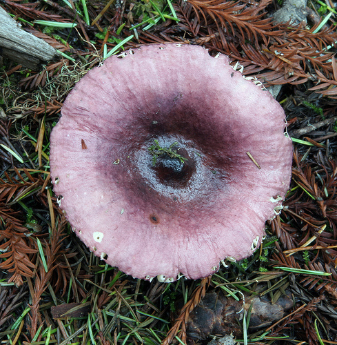 Russula fragilis Russula fragilis