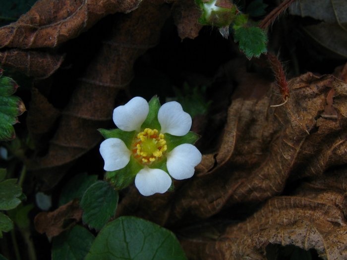 Potentilla sterilis