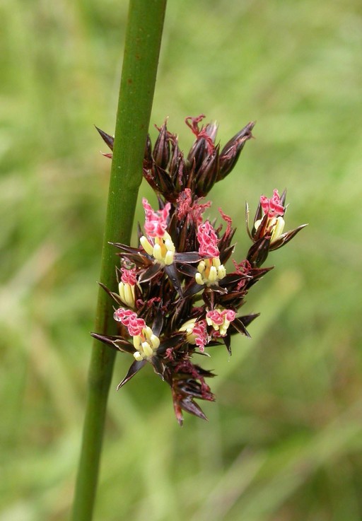 Juncus balticus Juncus balticus