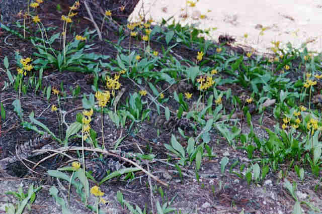 Erythronium pluriflorum Erythronium pluriflorum