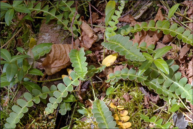 Ceterach officinarum ssp. bivalens