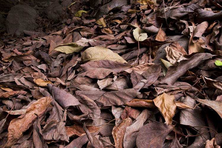 Persea americana