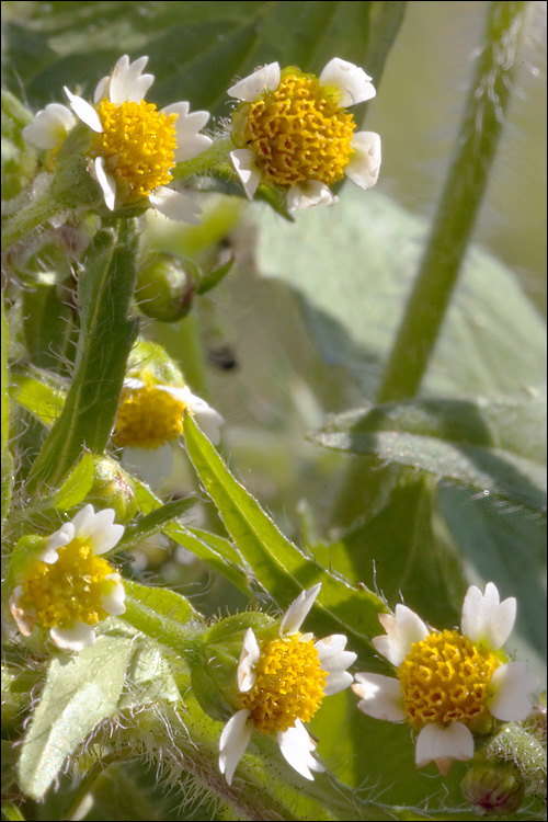 Galinsoga quadriradiata