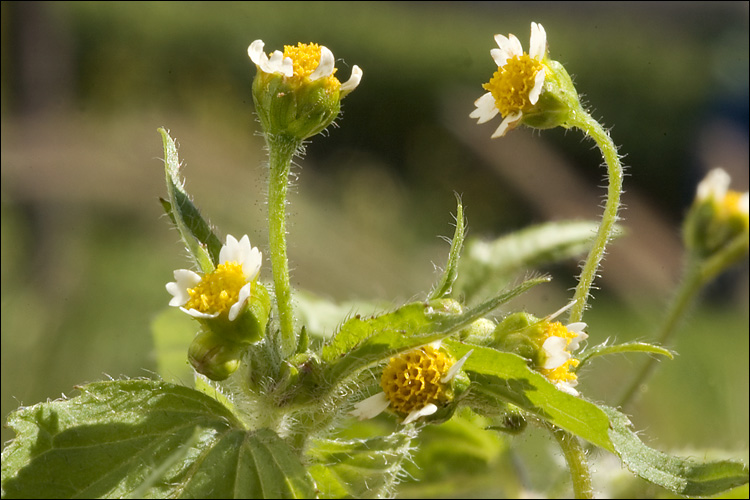 Galinsoga quadriradiata