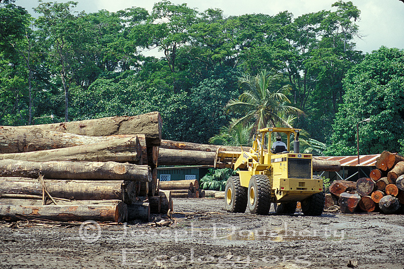 Logging the Rainforest: trees trunks are stacked at a sawmill where plywood is produced on the edge of a national park.