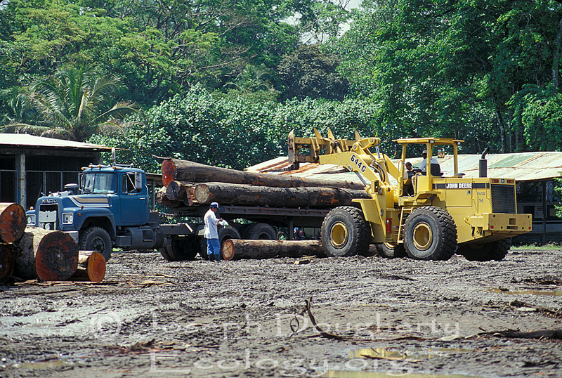 Logging the Rainforest: trees trunks are stacked at a sawmill where plywood is produced on the edge of a national park.