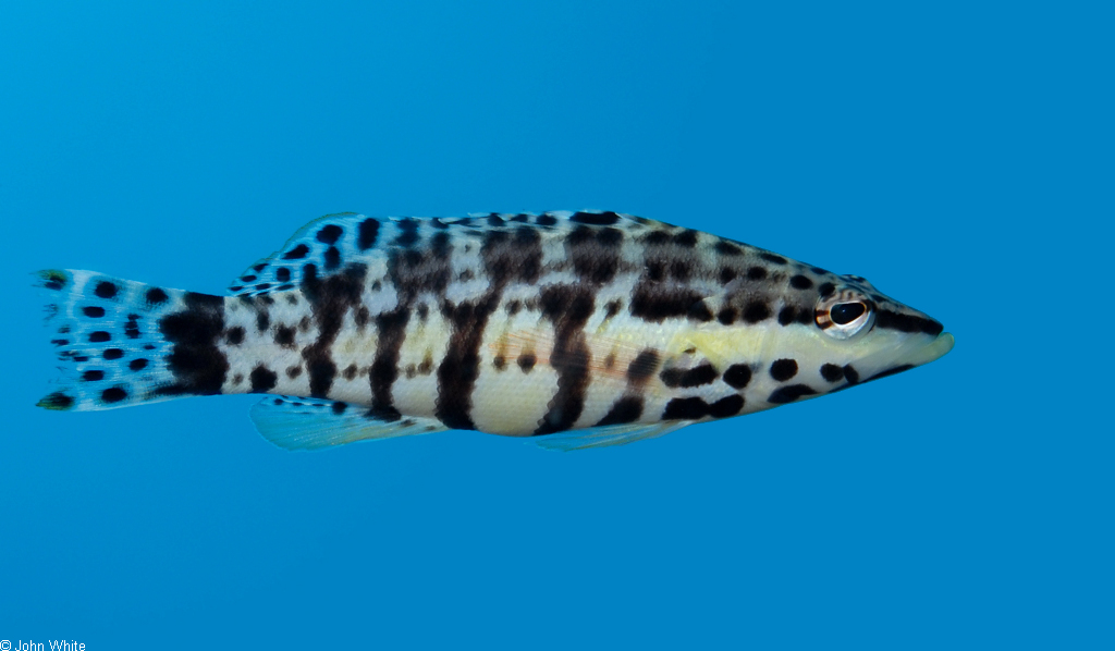 Serranus tigrinus