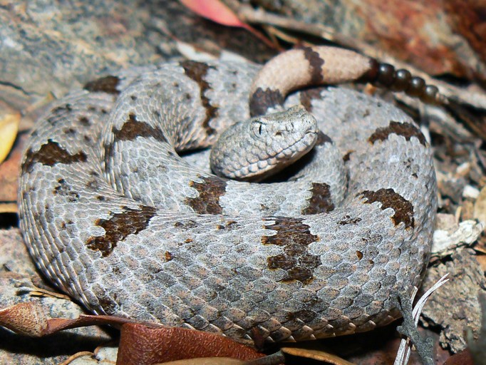 Crotalus lepidus klauberi Crotalus lepidus klauberi