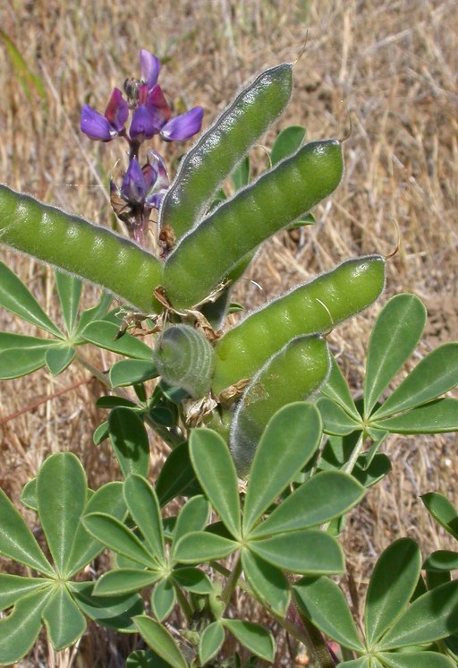 Lupinus succulentus