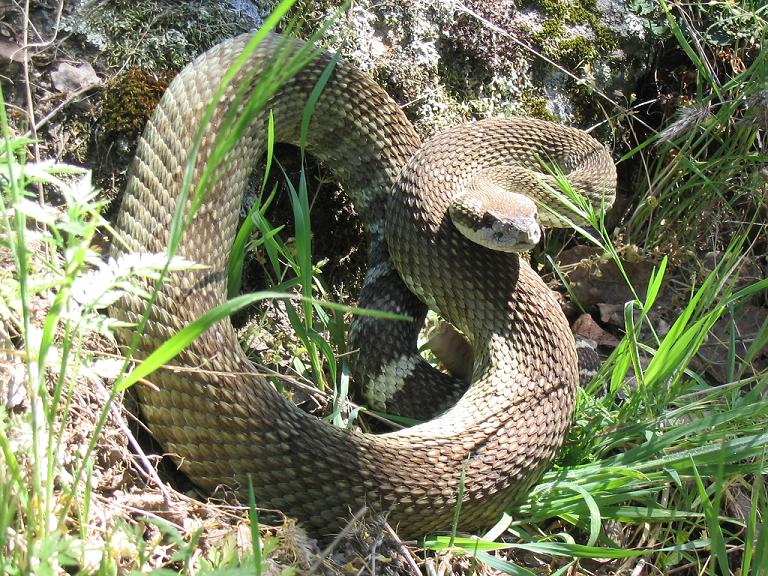 Crotalus oreganus oreganus Crotalus oreganus oreganus