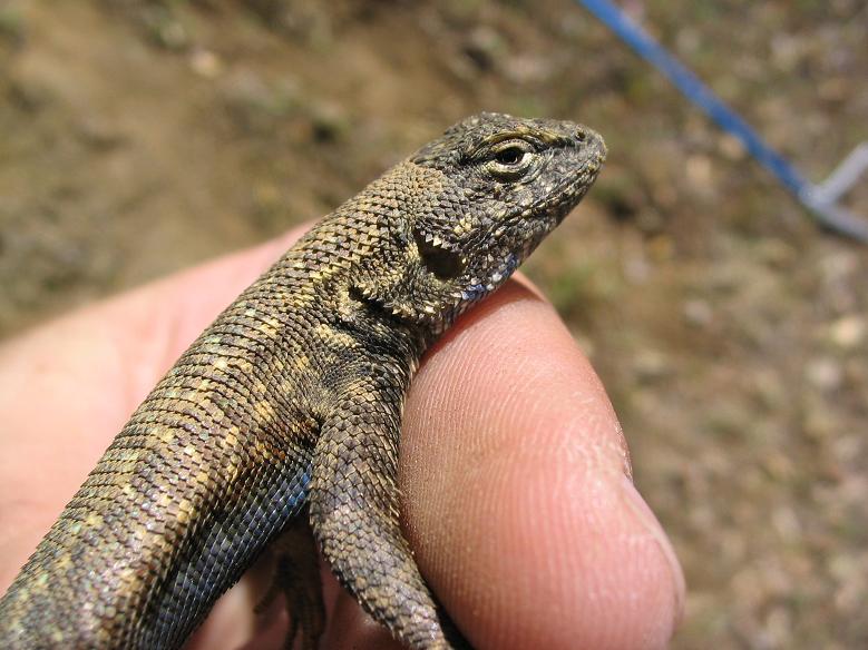 Sceloporus graciosus gracilis Sceloporus graciosus gracilis