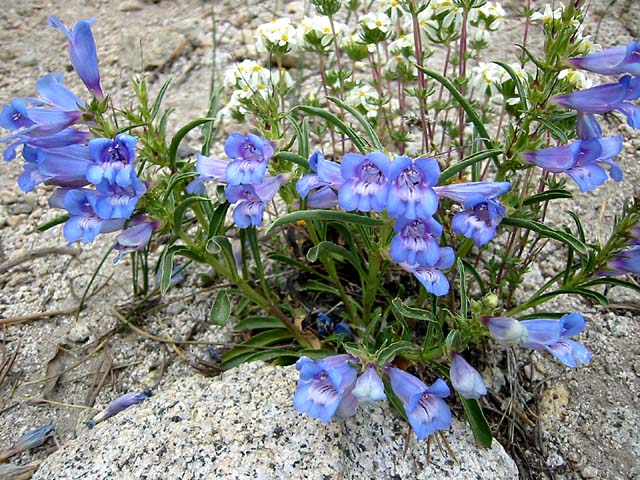 Penstemon speciosus