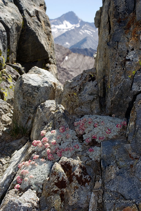 Eriogonum ovalifolium Eriogonum ovalifolium