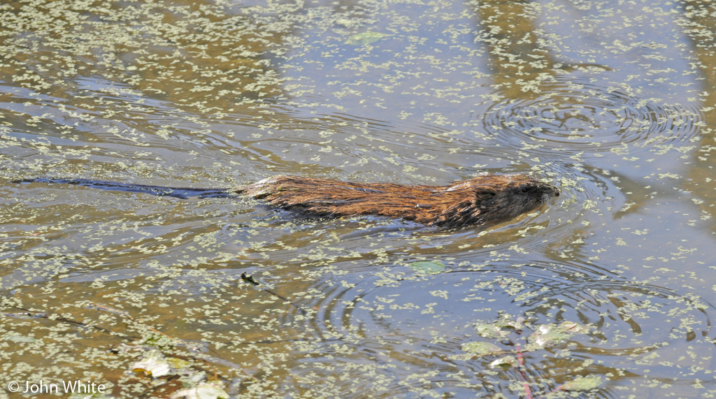 CalPhotos: Ondatra zibethicus; Muskrat