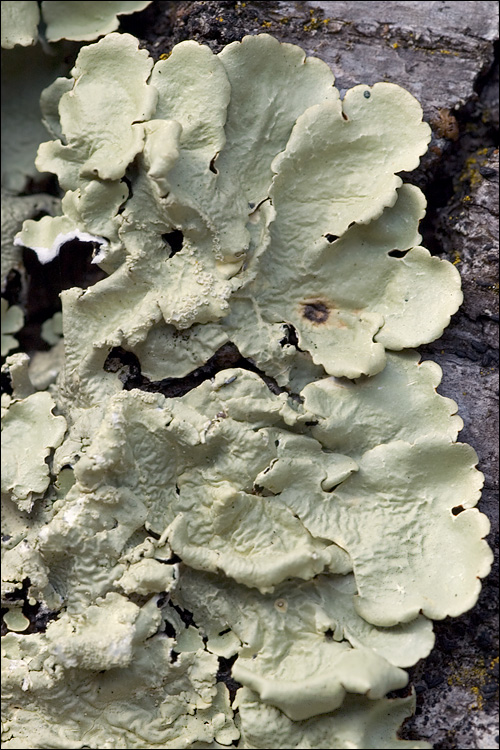 Parmelia caperata