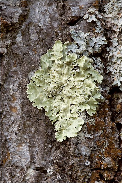 Parmelia caperata