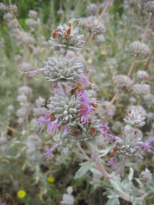 Salvia leucophylla