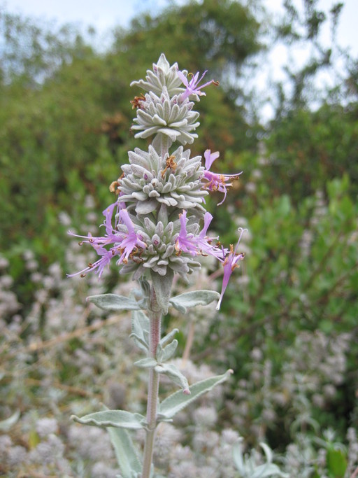 Salvia leucophylla