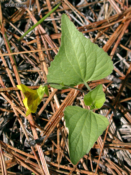 Viola lobata ssp. integrifolia