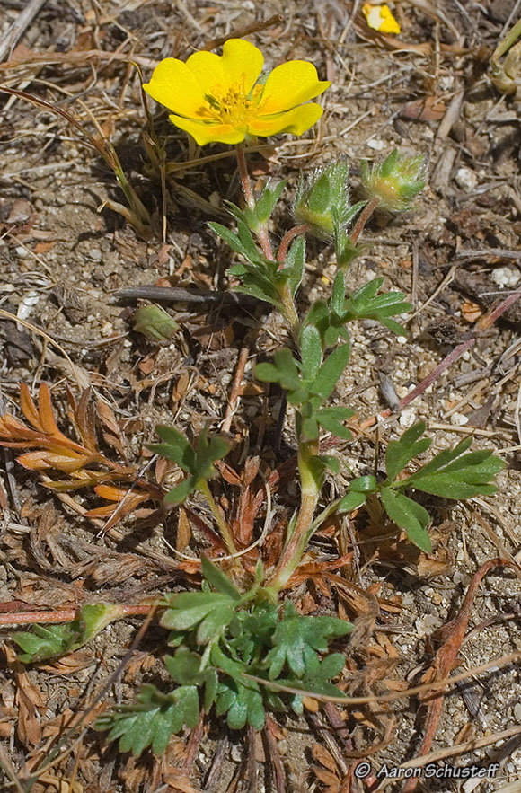 Potentilla hickmanii Potentilla hickmanii