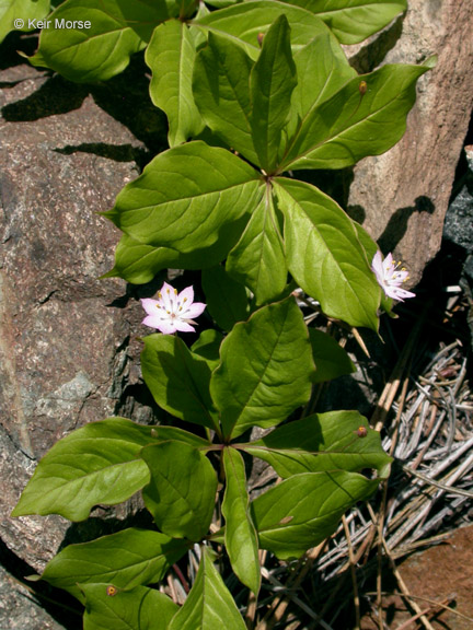 Lysimachia latifolia