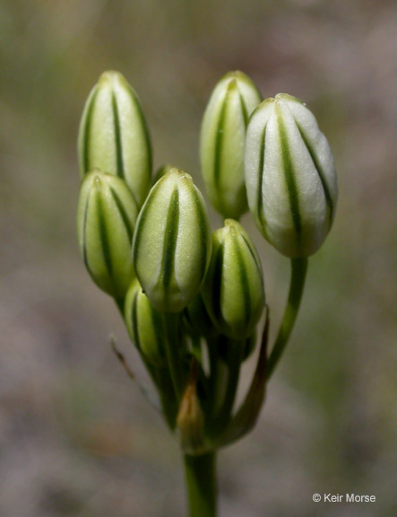 Triteleia hyacinthina