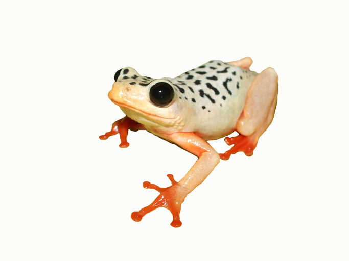 Hyperolius viridiflavus nyassae Hyperolius viridiflavus nyassae