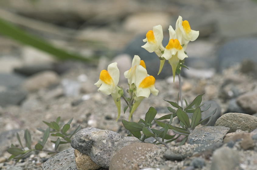 Linaria japonica