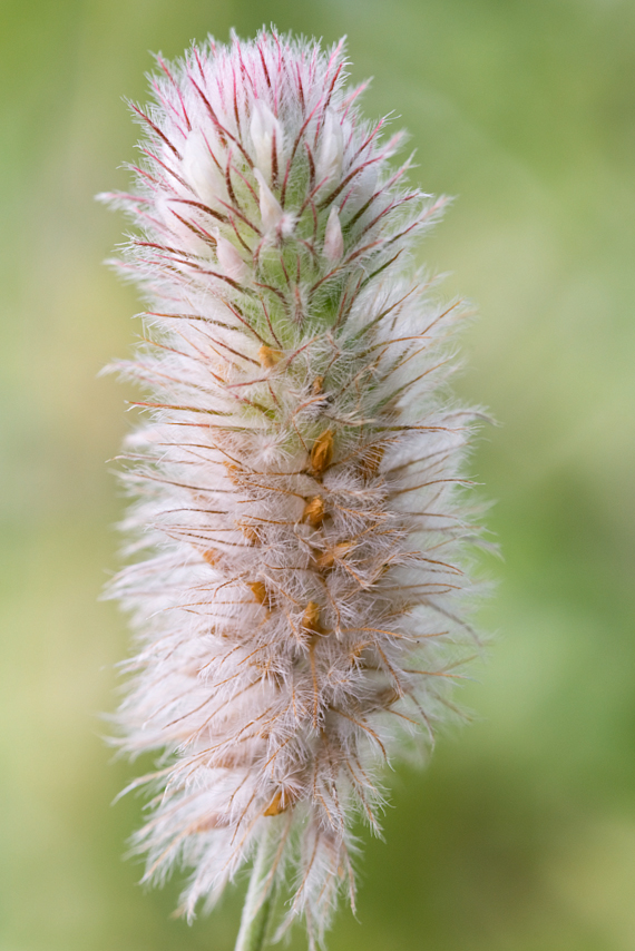 Trifolium arvense