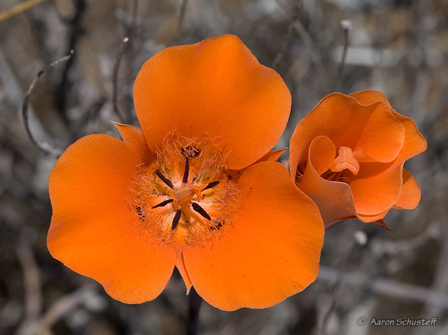 Calochortus kennedyi var. kennedyi Calochortus kennedyi var. kennedyi