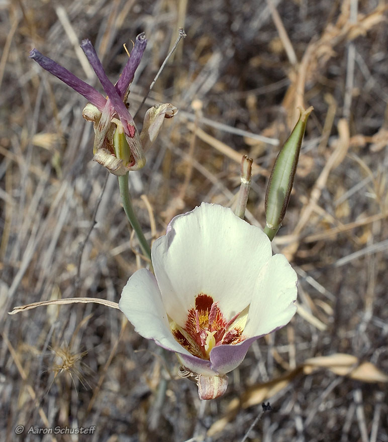 Calochortus simulans Calochortus simulans
