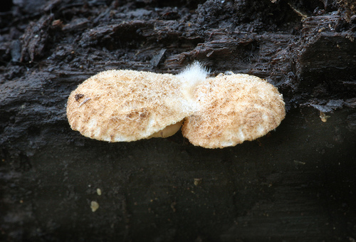 Crepidotus mollis