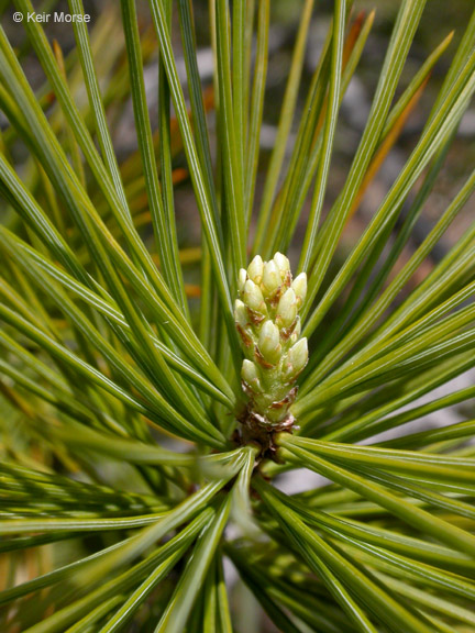 Pinus lambertiana