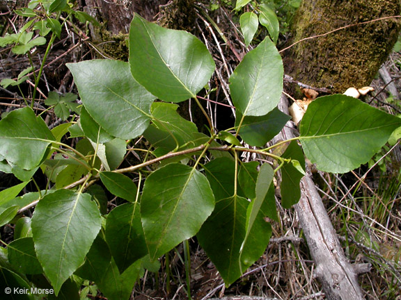 Populus trichocarpa