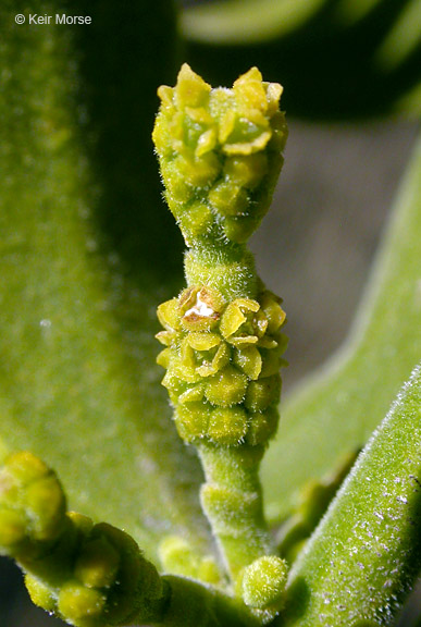 Phoradendron serotinum ssp. tomentosum