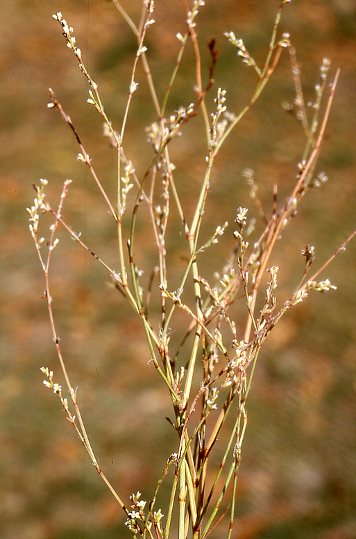 Polygonum aviculare ssp. rurivagum