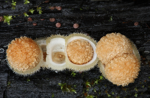 Nidula niveotomentosa Nidula niveotomentosa