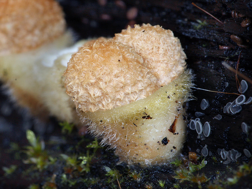 Nidula niveotomentosa Nidula niveotomentosa