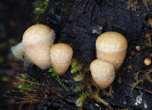 Nidula niveotomentosa Nidula niveotomentosa