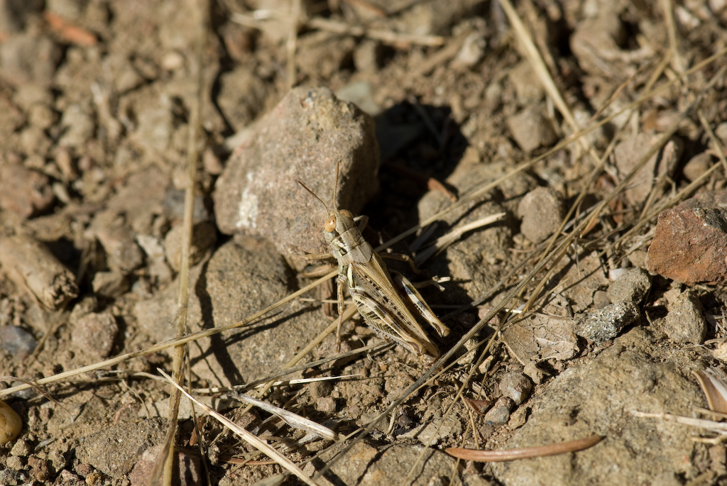 Melanoplus sp. Melanoplus sp.