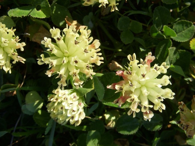 Trifolium fucatum